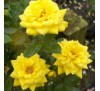 Роза Голджювель (Goldjuwel)